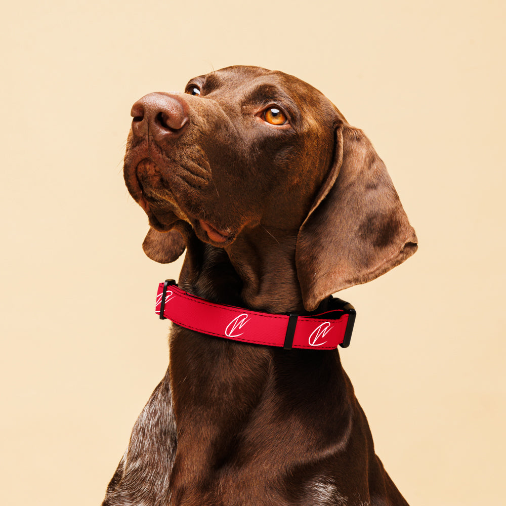 CW - Red Pet Collar